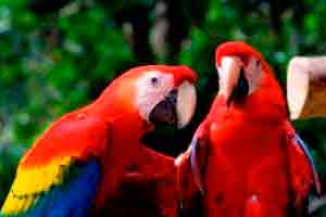 Introdução à Biopirataria