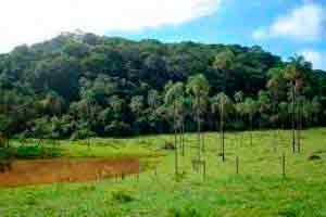 Introdução à Fitogeografia Brasileira