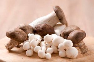 Cogumelo Shiitake