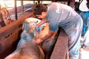 Introdução à Defesa Sanitária Animal de Grande Porte