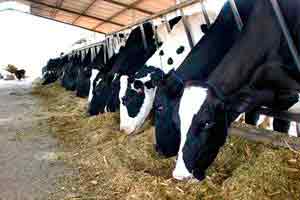 Alimentação Animal Bovino