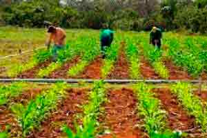 Introdução à Agropecuária