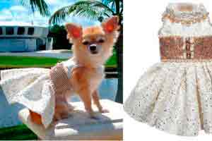 Confecção e modelagem (Moda Pet)