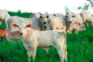 Introdução ao Manejo de Pastagem