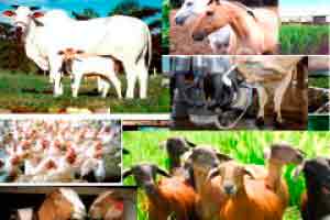 Agricultura