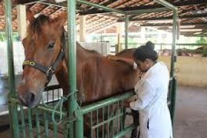 Saúde Animal 