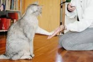 Saúde Animal 