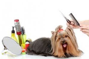 Estética Animal