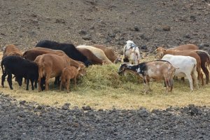 Saúde Animal 