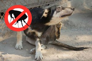 Introdução ao Controle de Pulgas