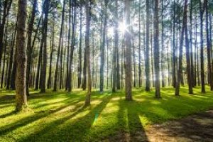 Sistemas Agroflorestais