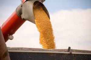 Agricultura