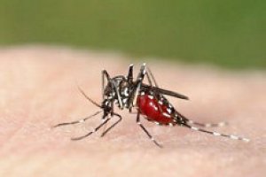 Combate a Dengue, Zika e Chikungunya