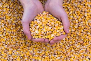 Silagem de Grão Reidratado